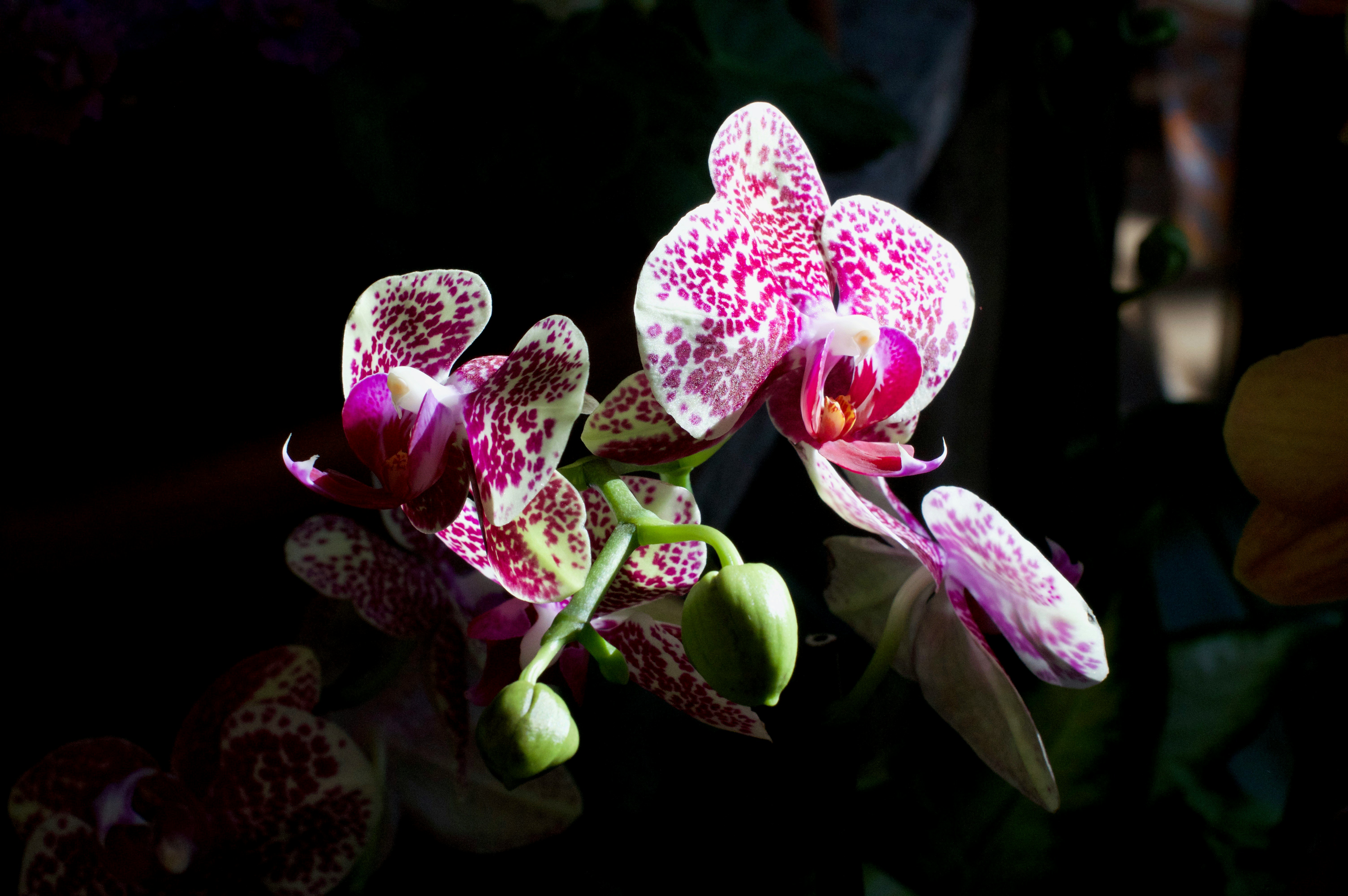 Free Unsplash photo from Georgia Vagim