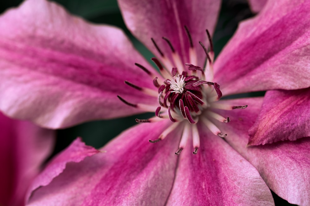 focus photography of pink petaled flower at daytime