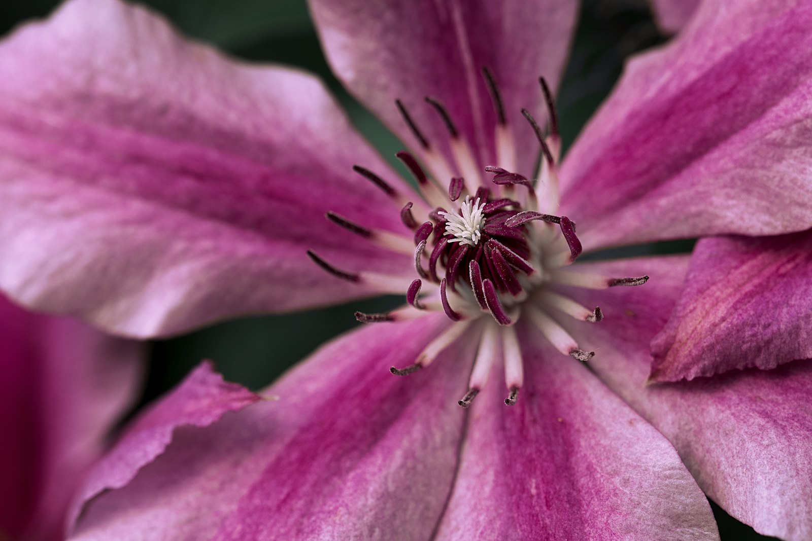 Fujifilm GF 120mm F4 R LM OIS WR Macro sample photo. Focus photography of pink photography
