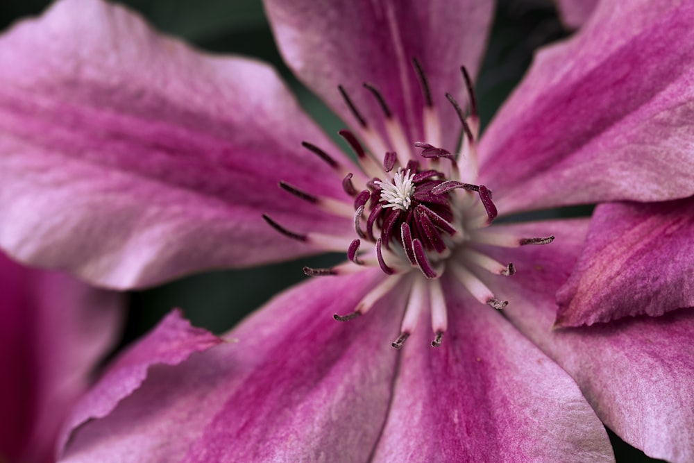Fotografía de enfoque de flor de pétalos rosados durante el día