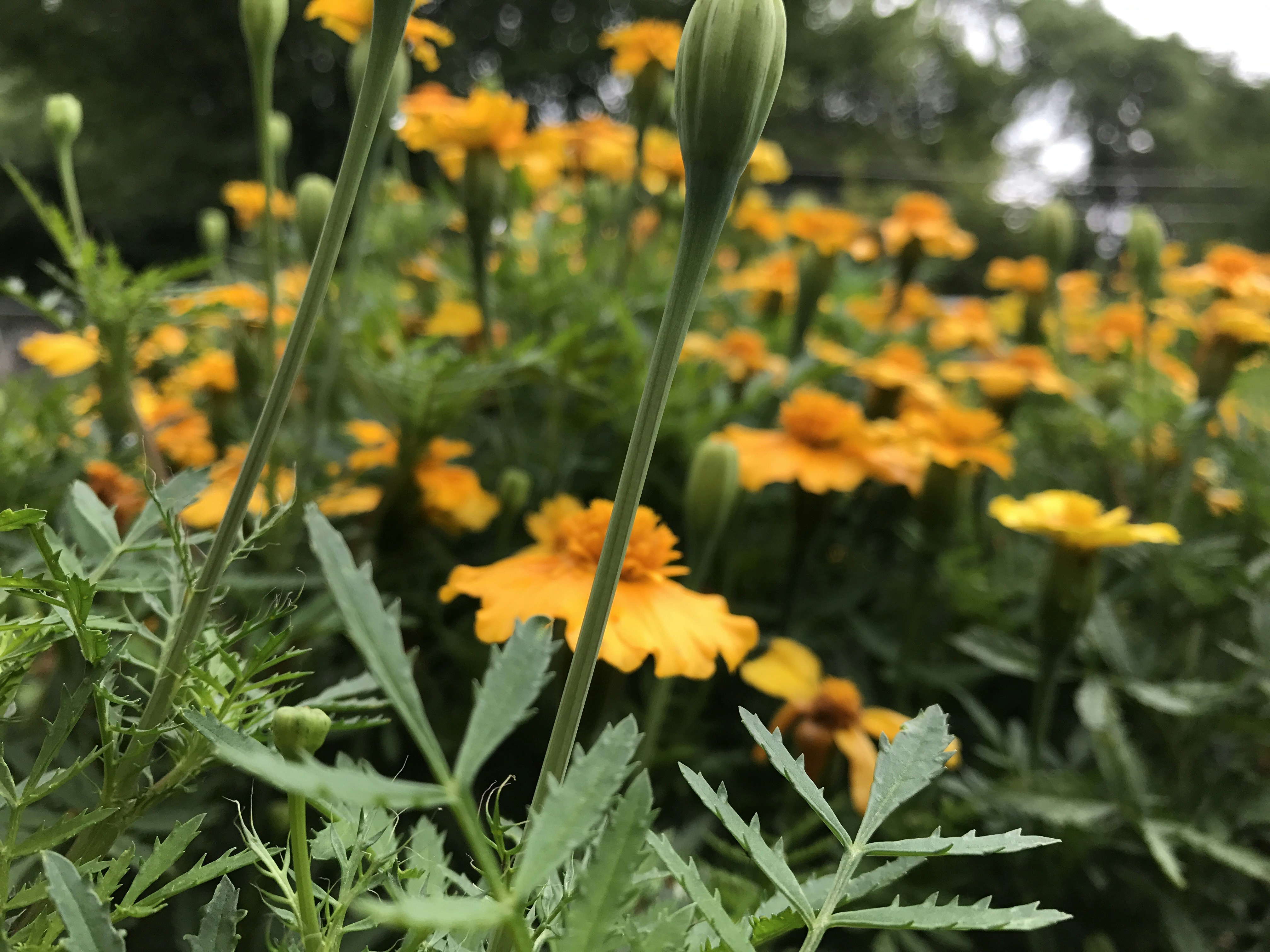 Free Unsplash photo from gotafli