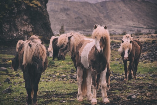 A group of ponies with long, flowing manes stands on a grassy field amidst rocky terrain. Overcast skies and distant hills form the background, creating a serene and rustic atmosphere.