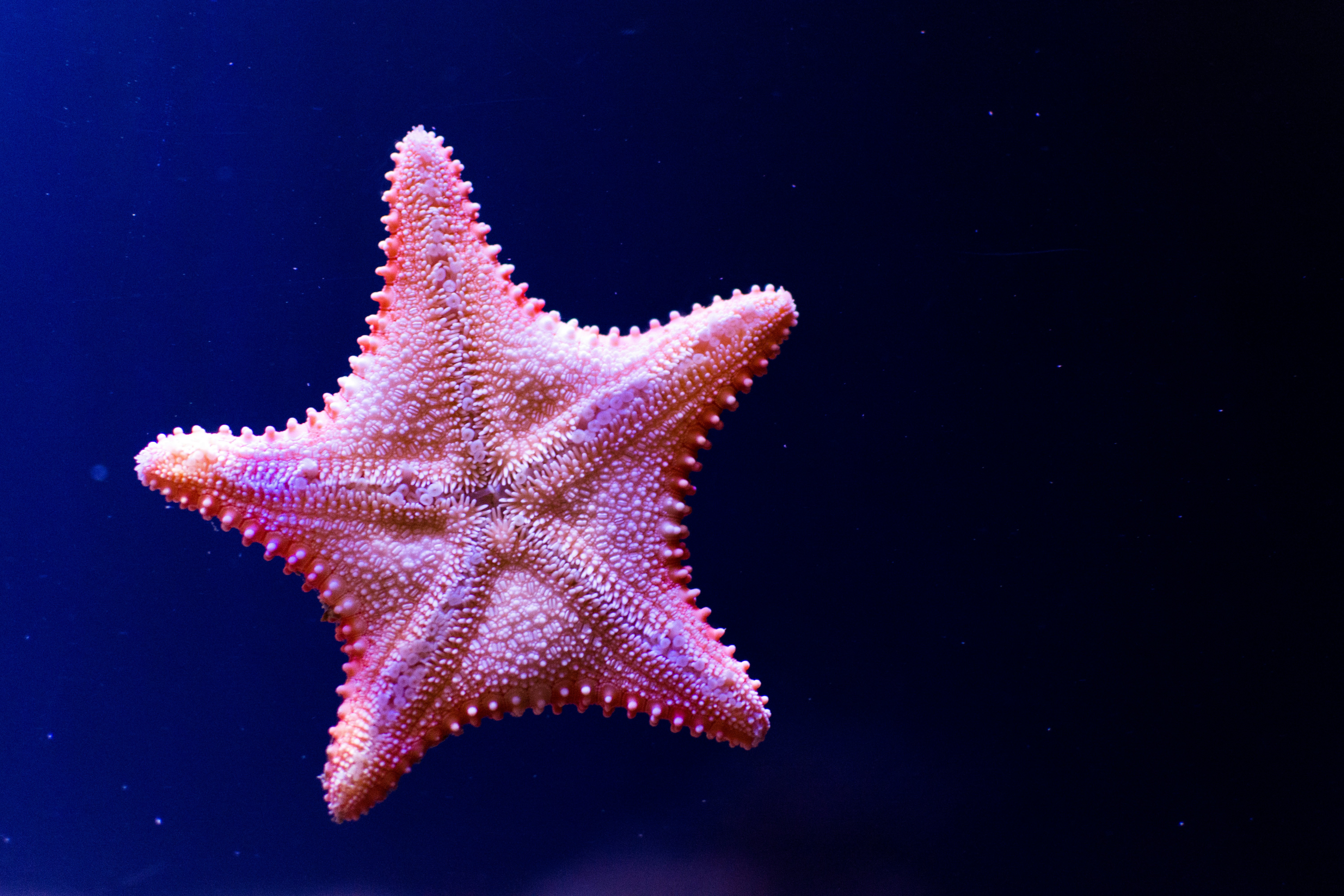 Free Unsplash photo from Zoltan Kovacs