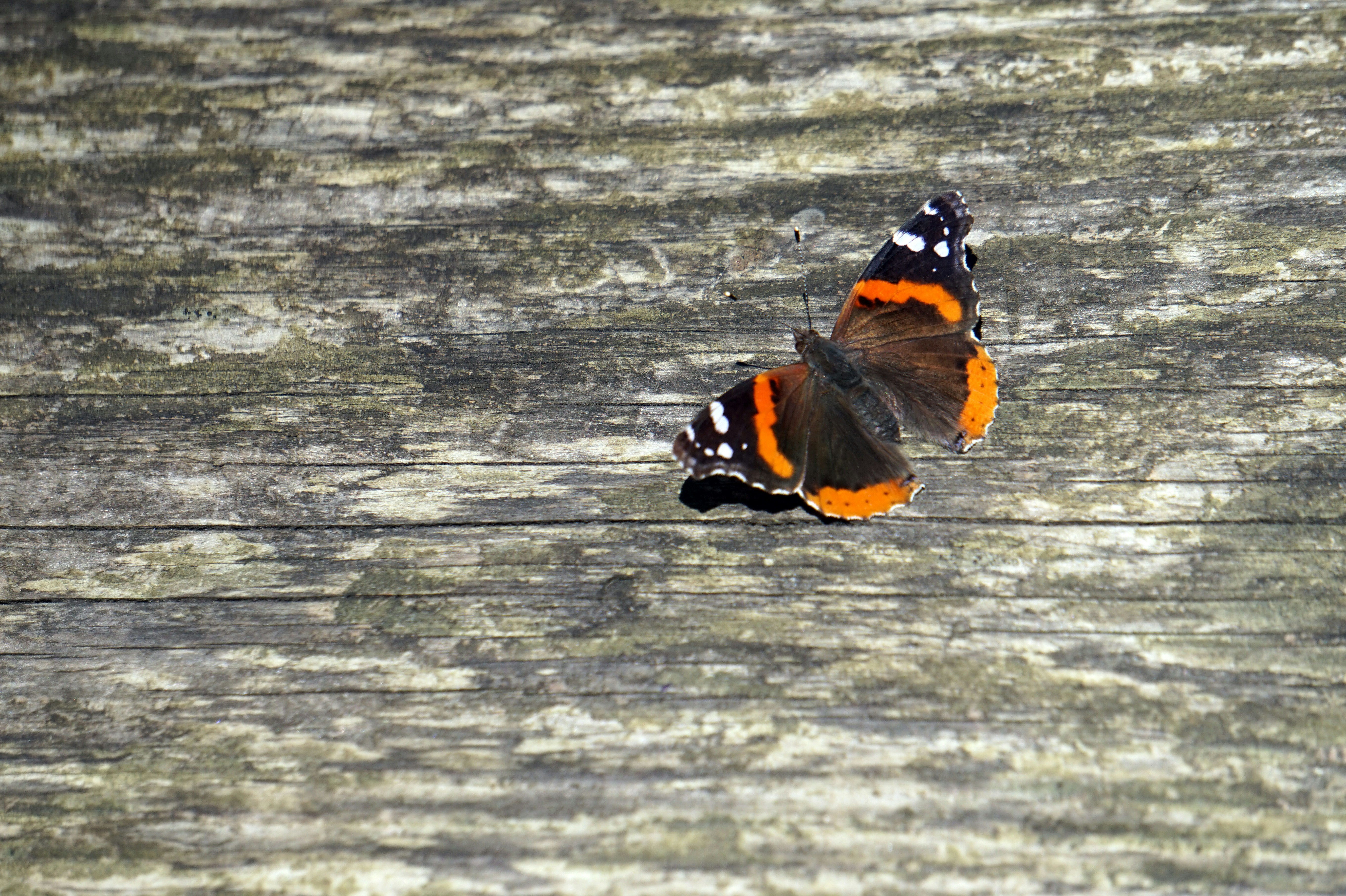 Free Unsplash photo from Olesya Grichina