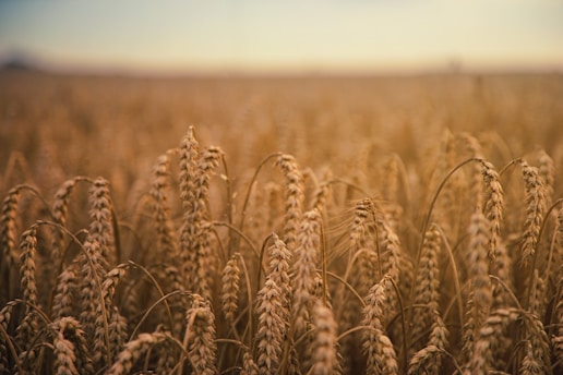brown wheatfield