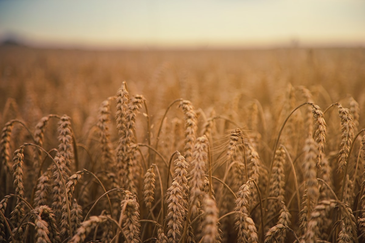 Golden wheatfield at sunset