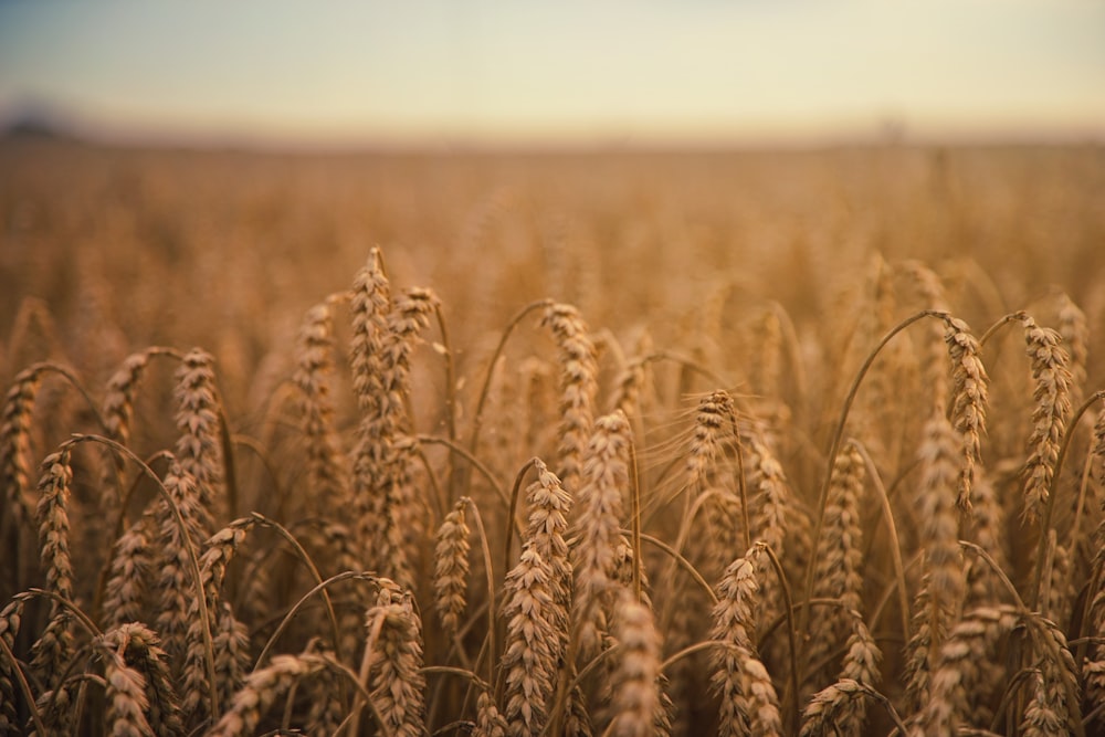 campo di grano marrone