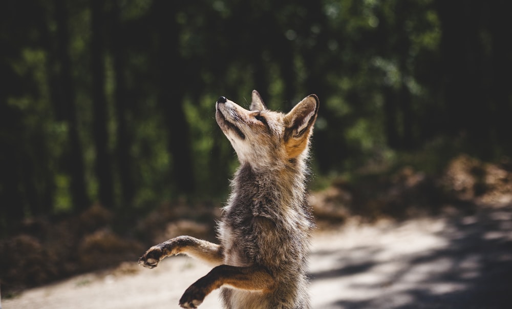 zorro marrón de pie cerca de los bosques durante el día