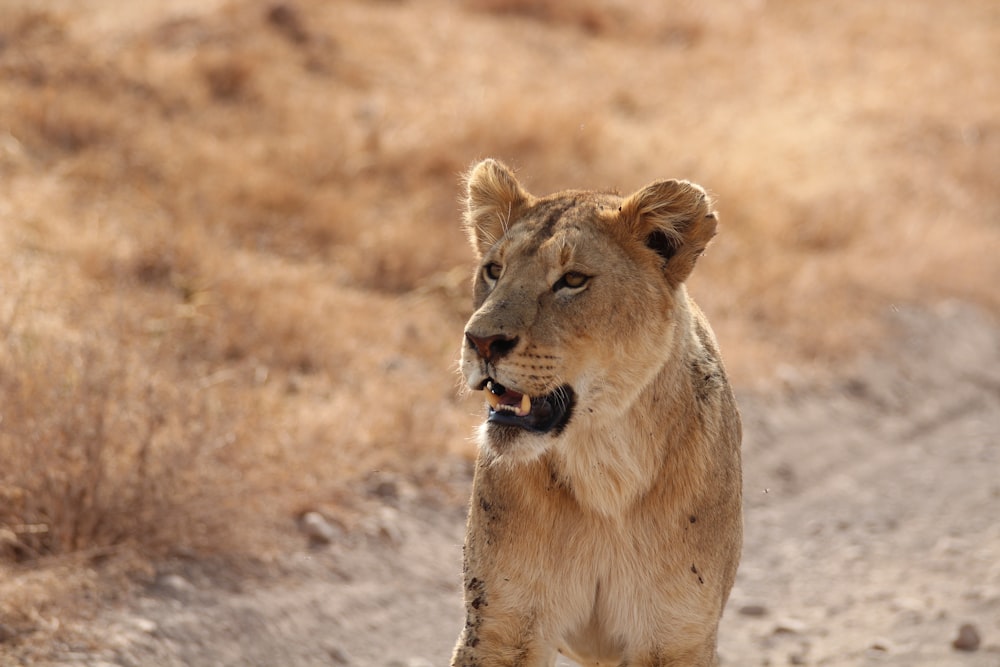 brown Lioness