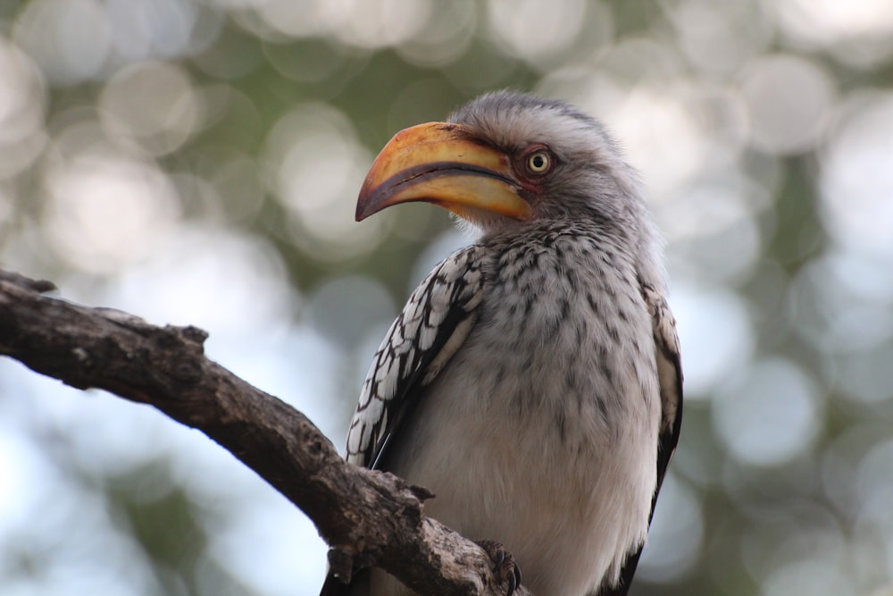 selective focus photography of brown bird on tree branch