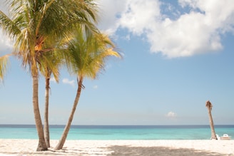 A serene travel scene featuring a beautiful beach with palm trees and clear blue skies.