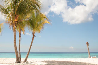 A serene beach scene in Bali with palm trees swaying against a clear sky.