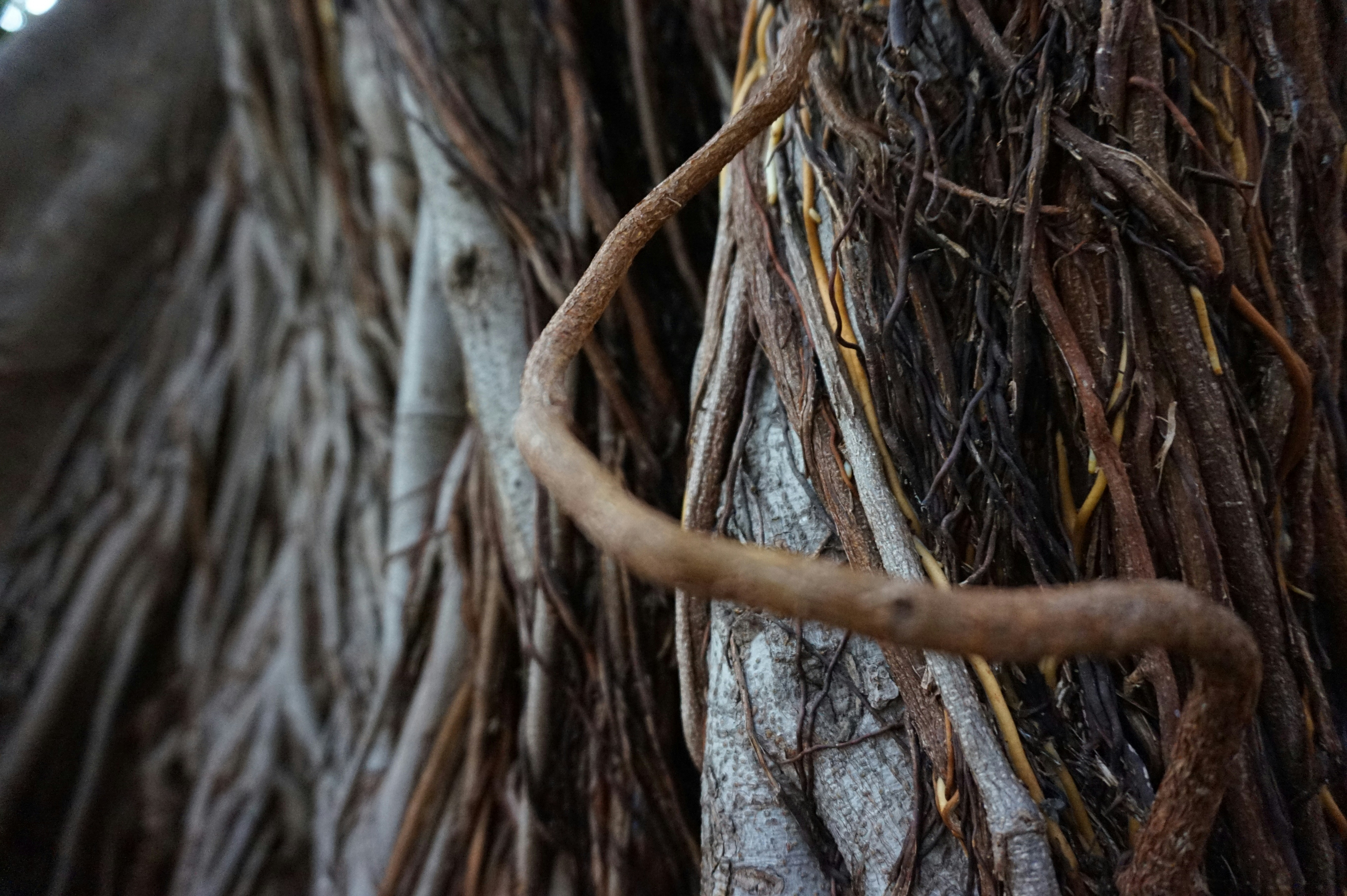 Free Unsplash photo from Marianne Lorthiois