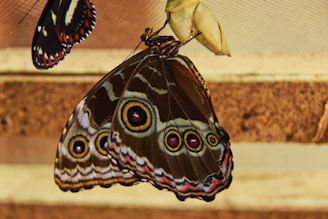 A close-up of a vivid butterfly painting with intricate wing patterns.