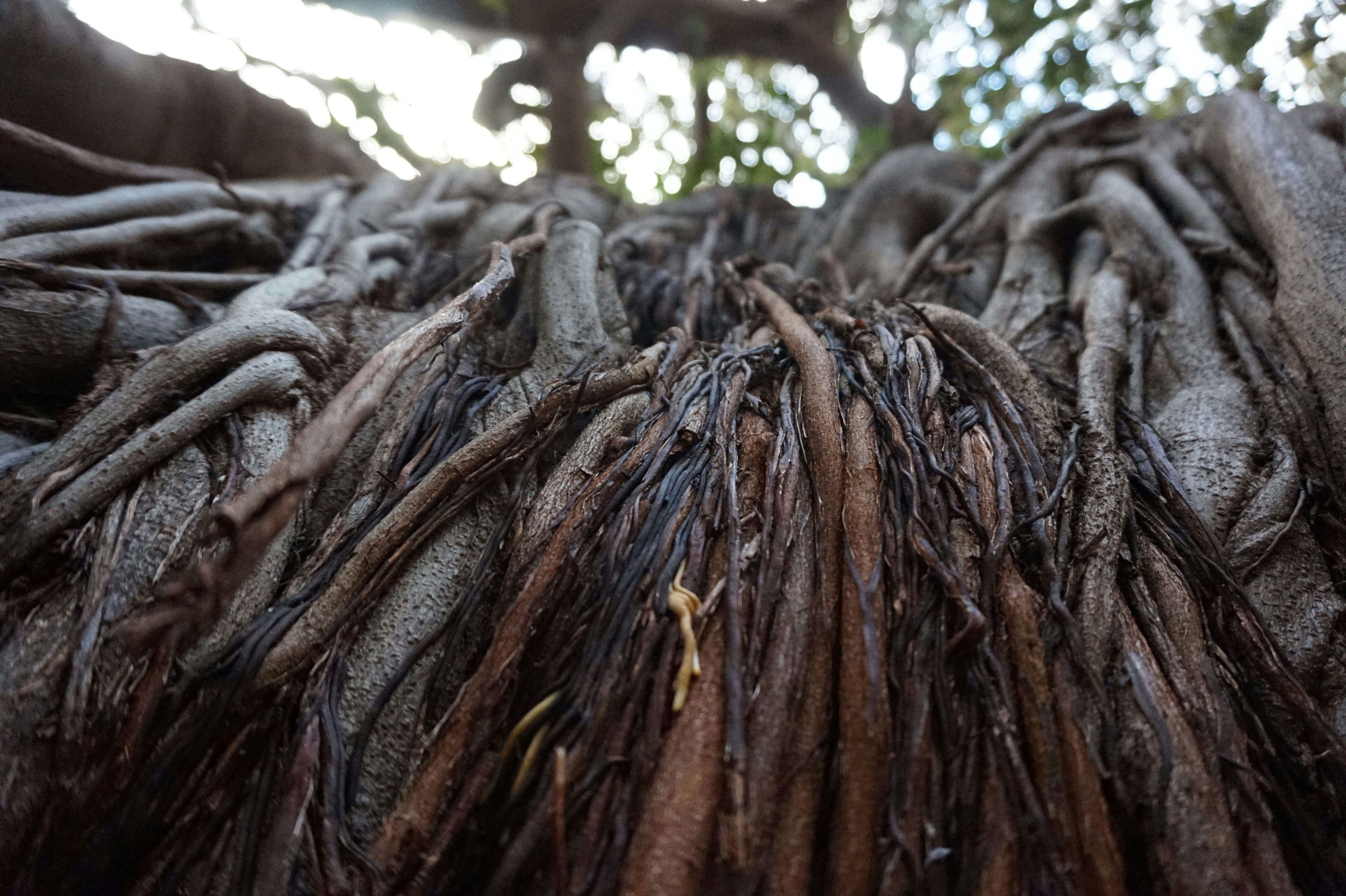 Free Unsplash photo from Marianne Lorthiois