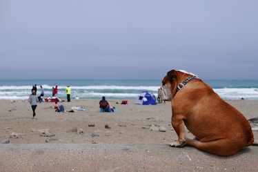 A bulldog sits on a ledge overlooking a beach with people in the distance enjoying various activities. The sky is overcast, and the ocean waves are gently crashing onto the sandy shore. Various beachgoers are either walking, sitting, or standing near a small tent.
