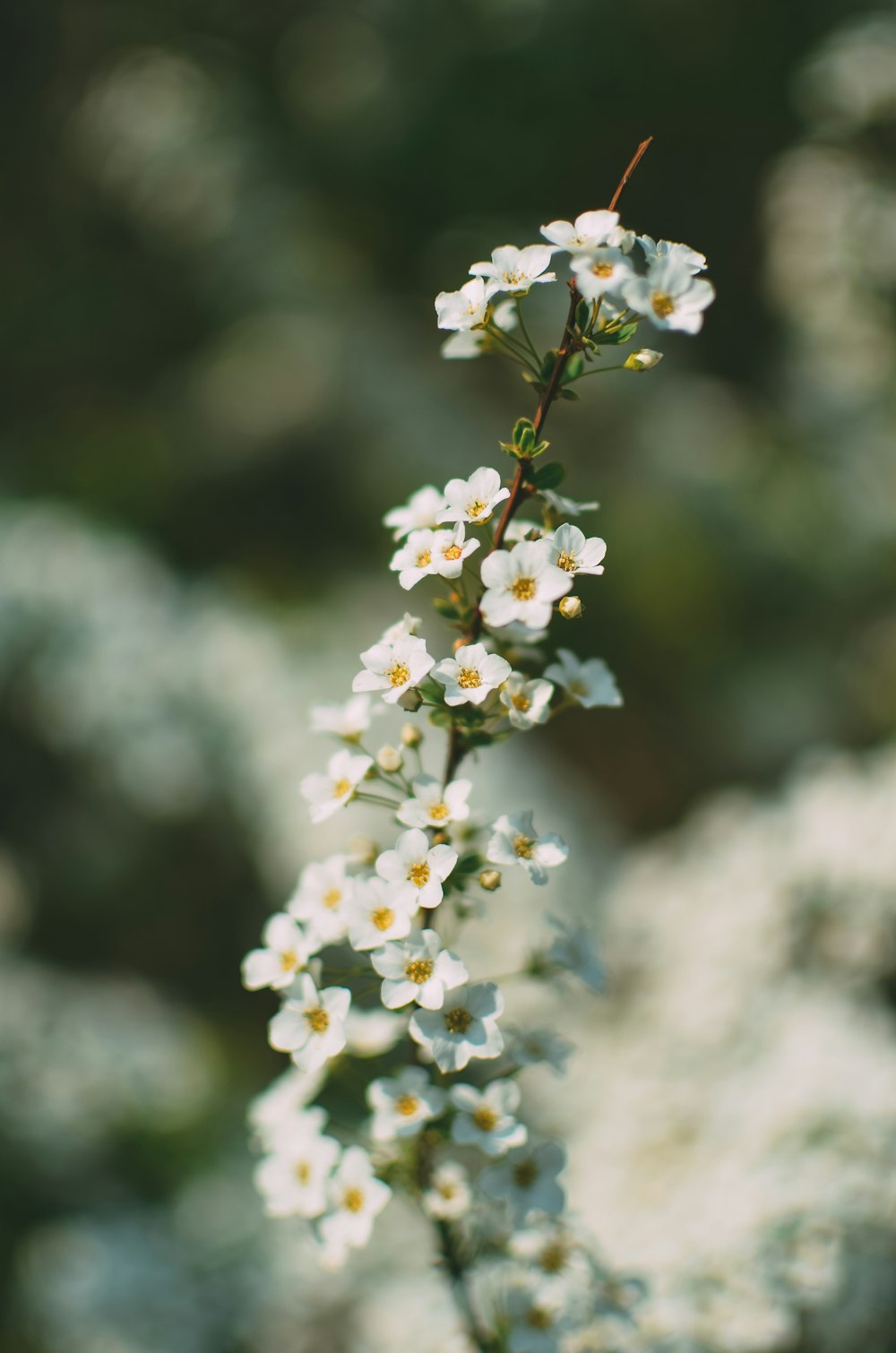 Fotografia de foco raso de flores brancas