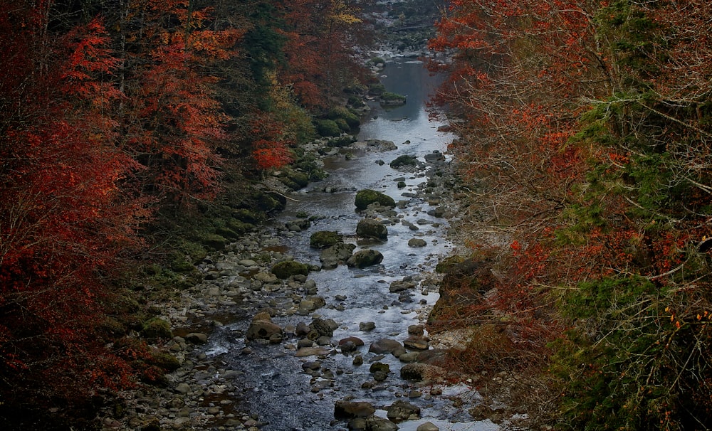 a river running through a forest filled with lots of trees