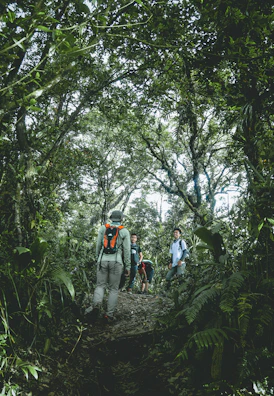 Local certified guide leading trekkers up a rugged trail surrounded by lush green forest.