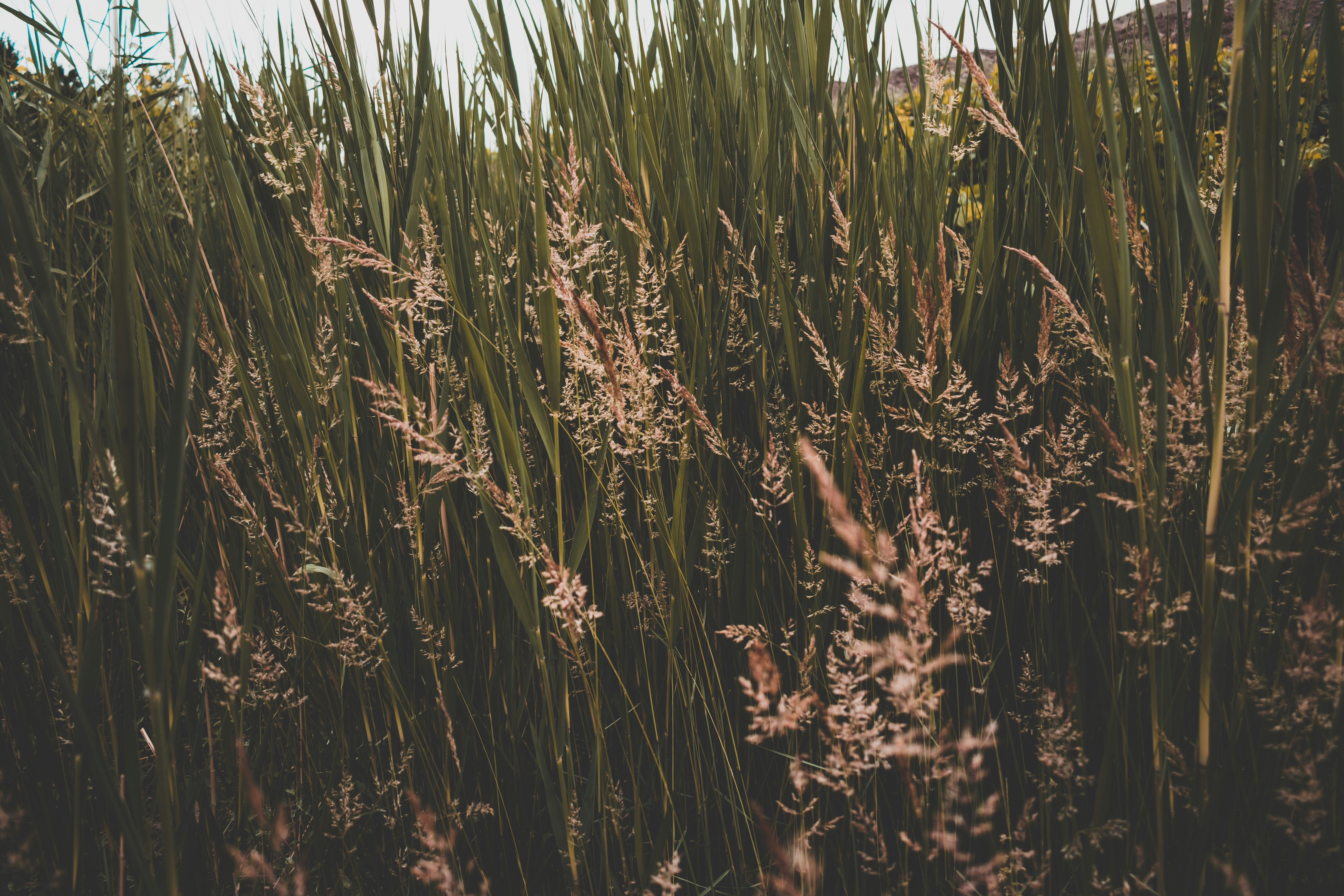 Free Unsplash photo from mohammad alizade