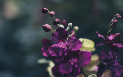 Dark and moody floral arrangement with deep purple orchids in focus, set against a softly blurred background of greens and muted yellows. The petals display intricate textures and rich colors, creating a dramatic and elegant visual effect.