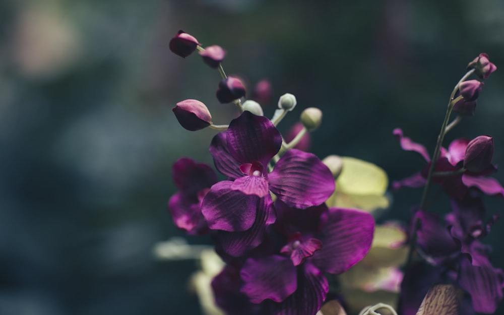 Fotografia de foco raso de flores roxas