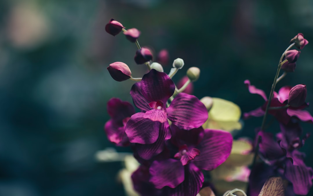 shallow focus photography of purple flowers