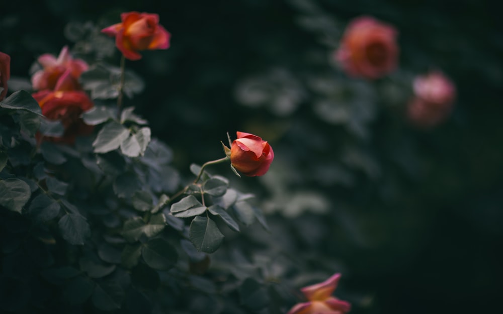 green plants with red flowers