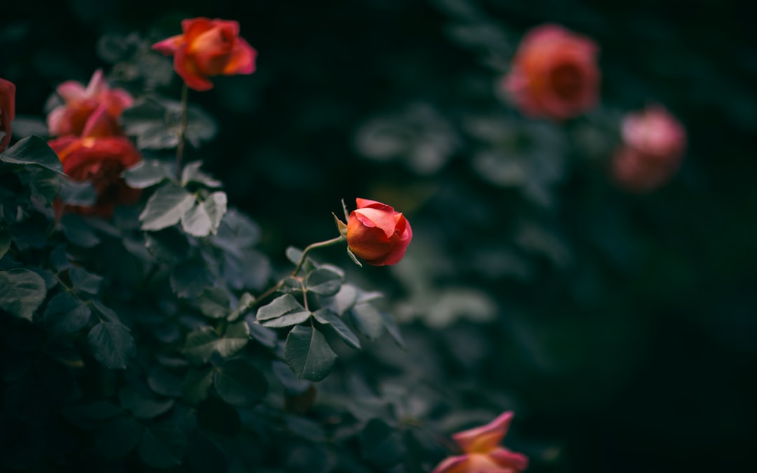 green plants with red flowers