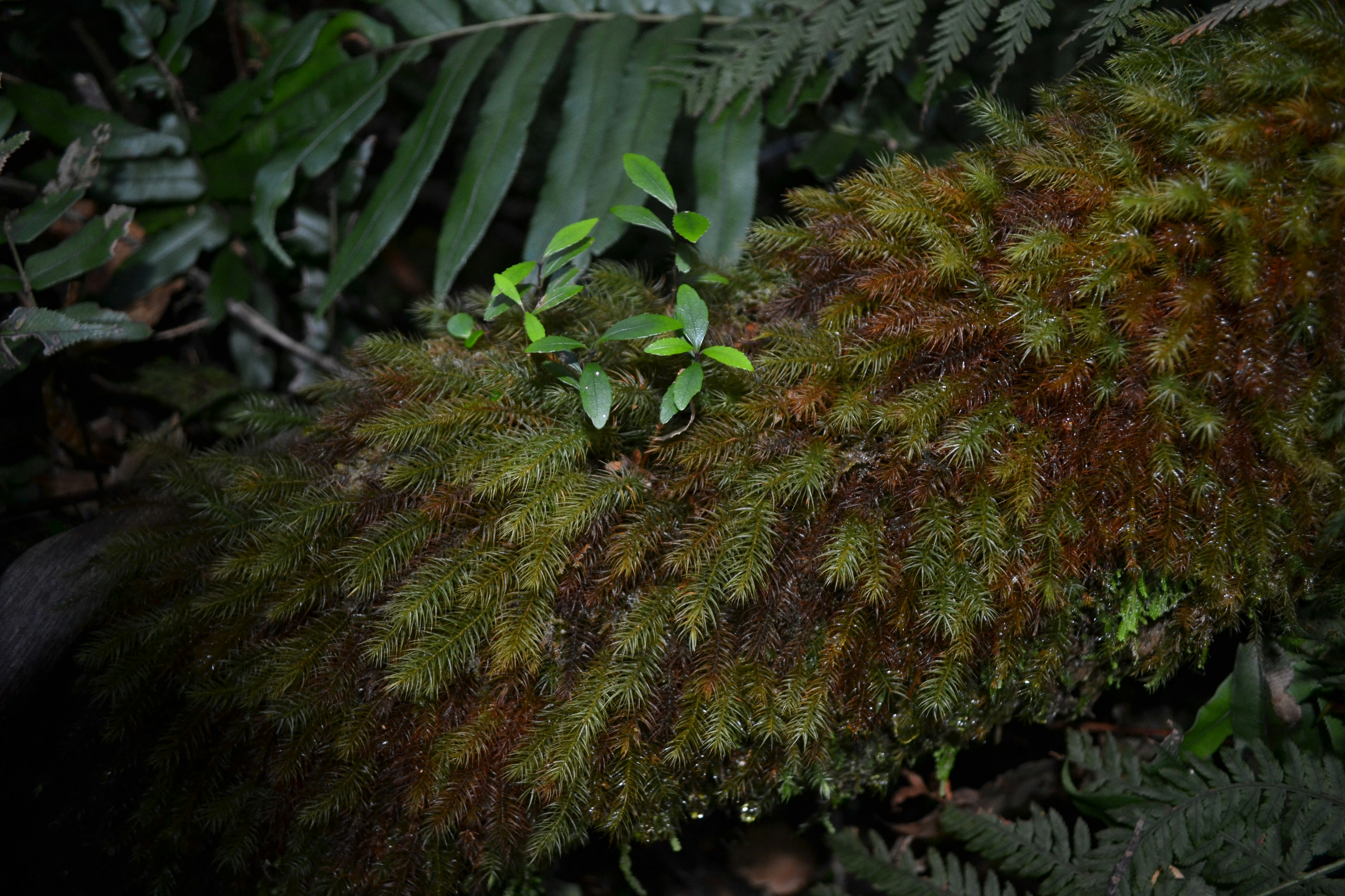 Free Unsplash photo from Keith Je