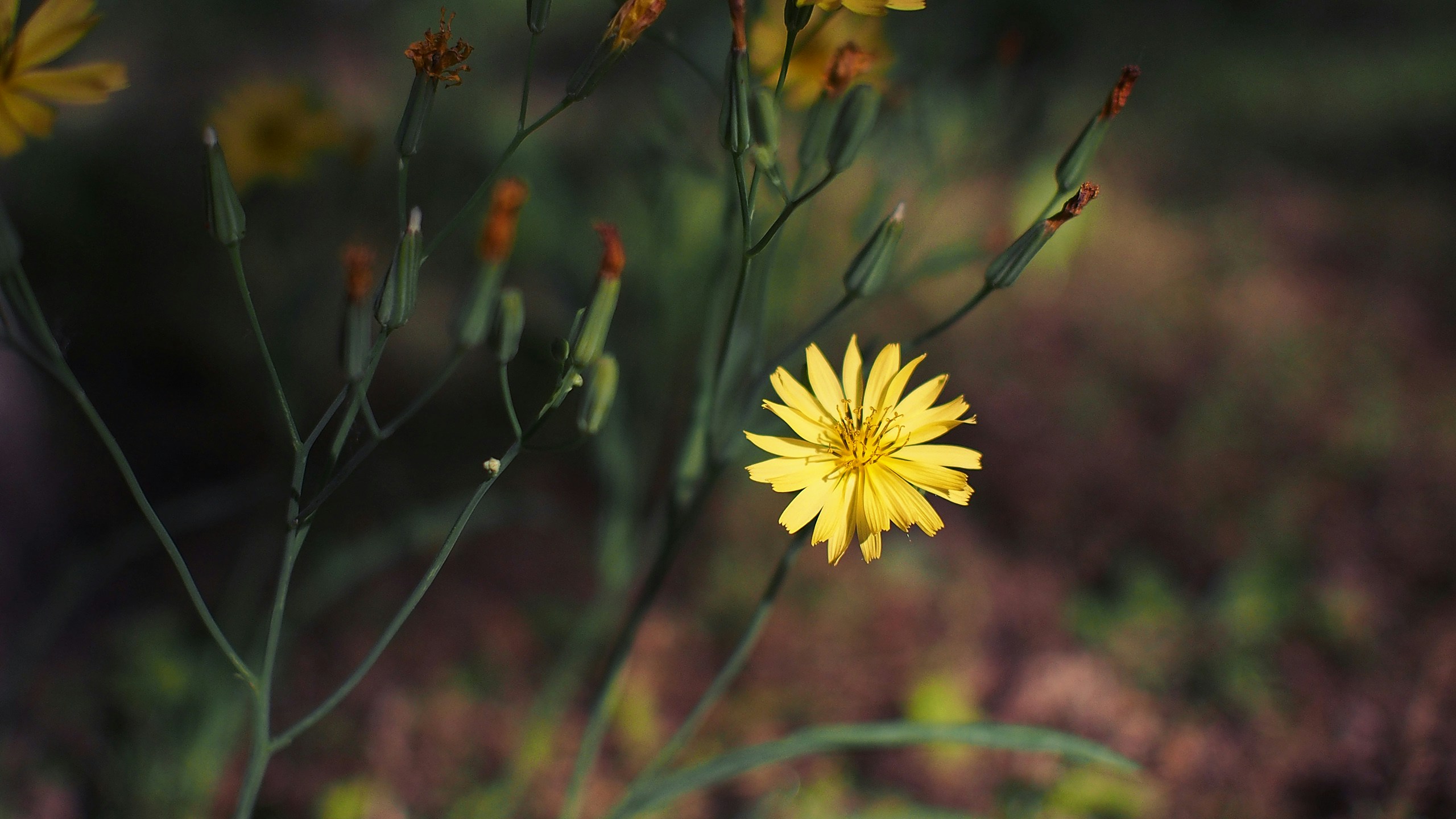 Free Unsplash photo from Flanker Lee