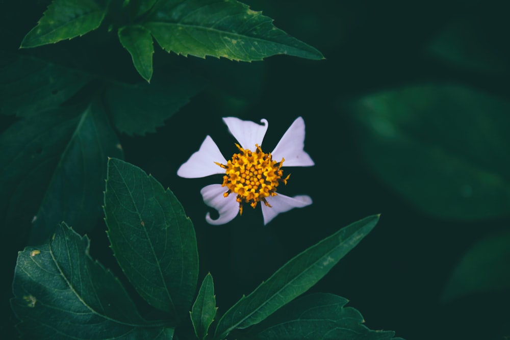 foto de closeup da flor branca de pétalas