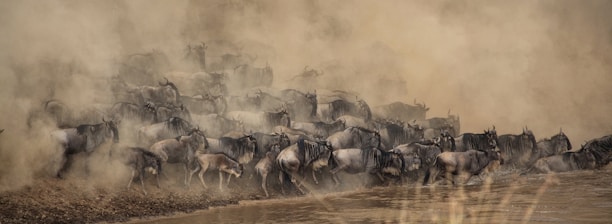 wildebeest about to cross at the river Kenya Migration