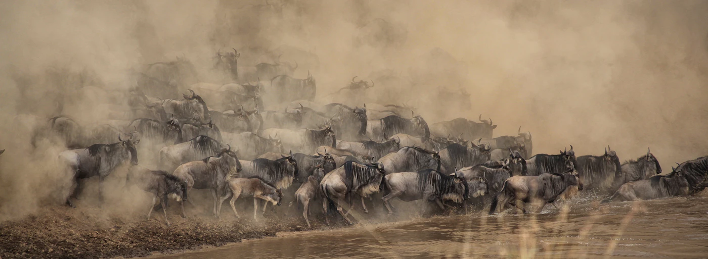 Wildebeest charging through dust towards the river