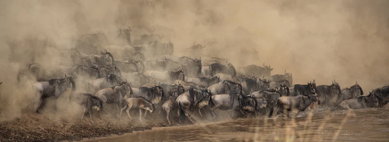 Wildebeest streaming down to a river crossing during the migration