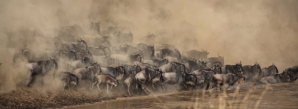 wildebeest about to cross at the river painting