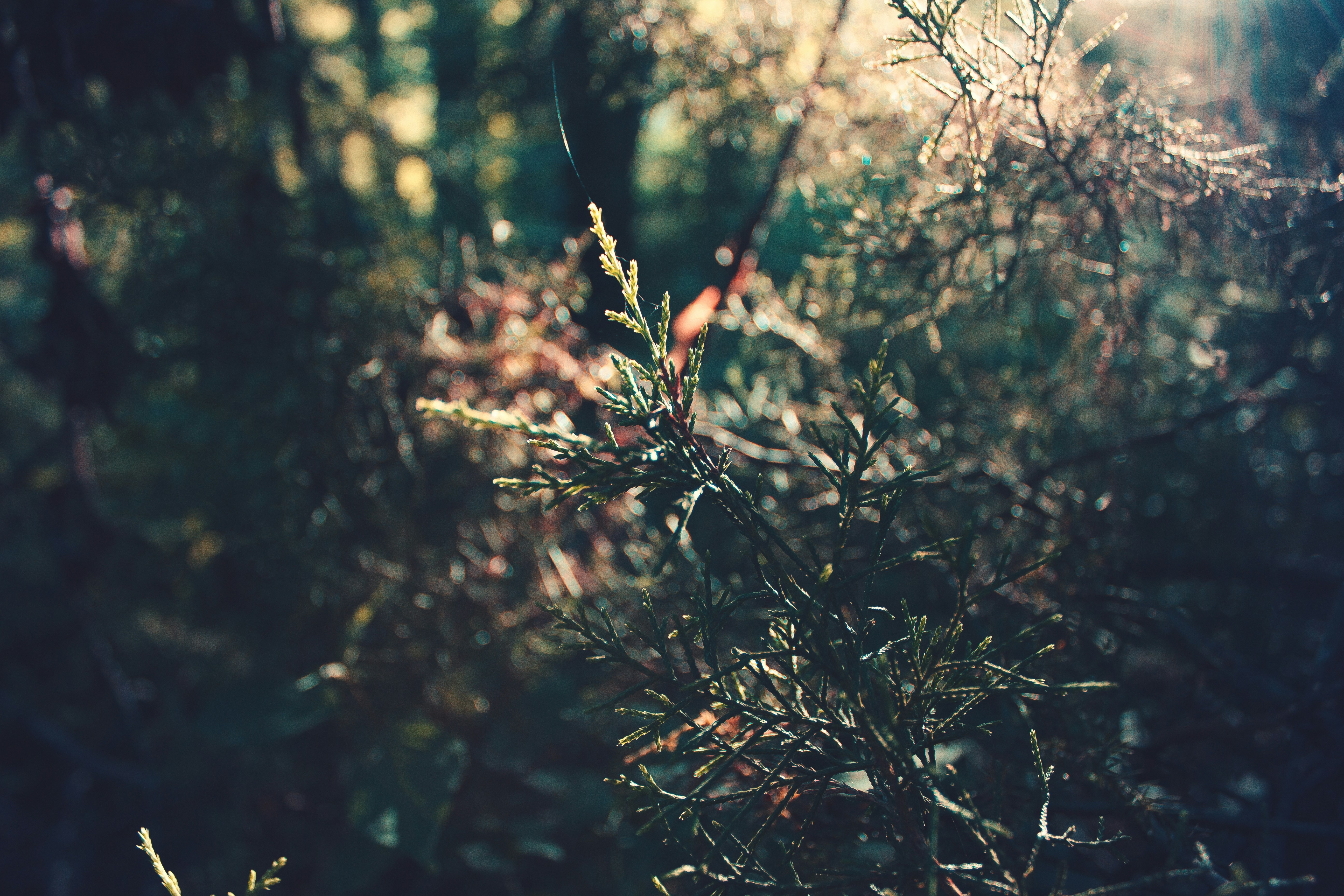 Free Unsplash photo from Matthew Hall