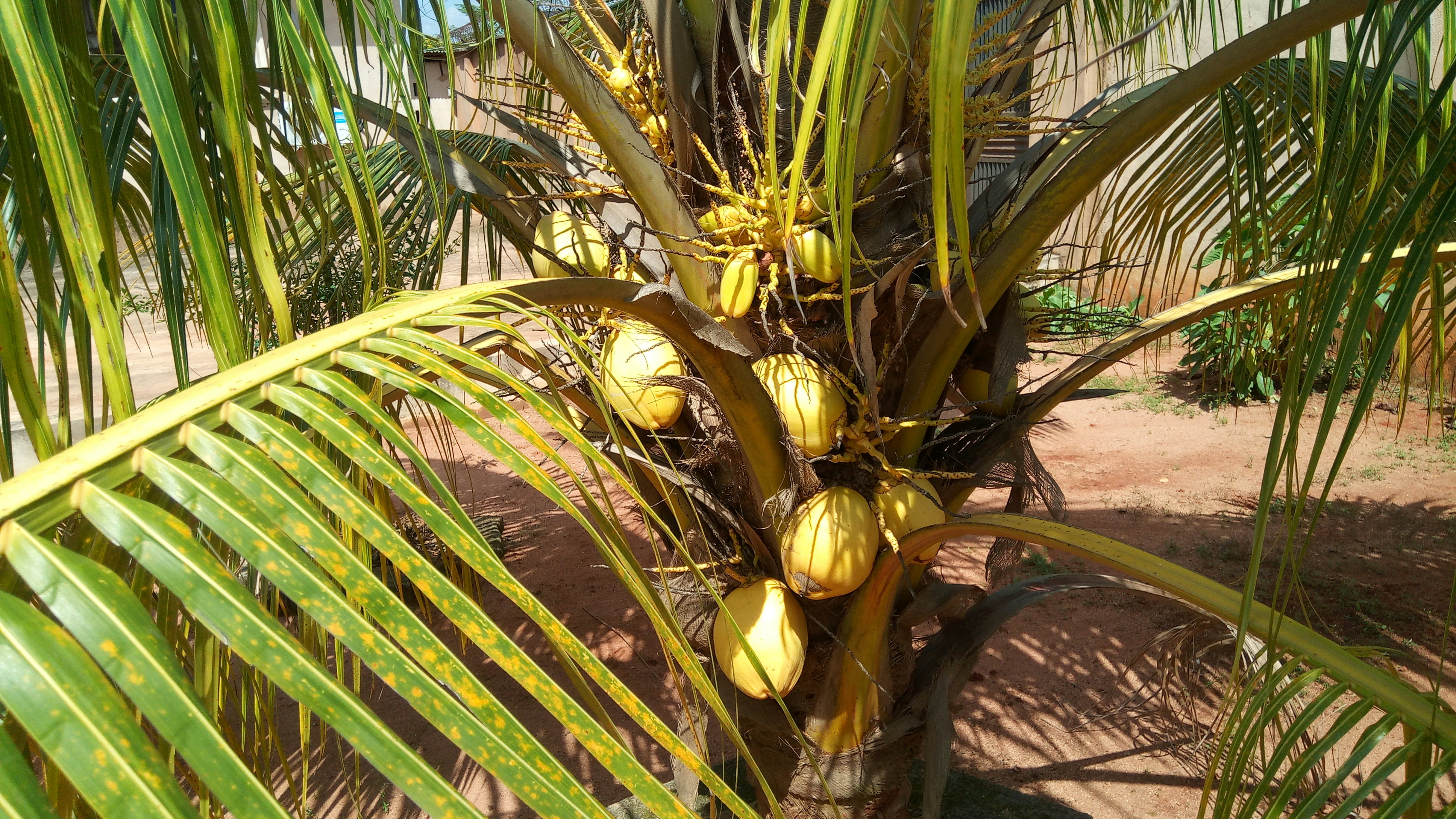 Free Unsplash photo from IKE MORAH