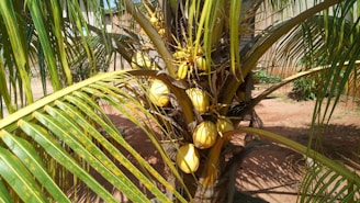 A palm tree with clusters of ripe yellow coconuts hanging beneath the large, green fronds. The surrounding area appears dry, with some other vegetation and structures in the background.