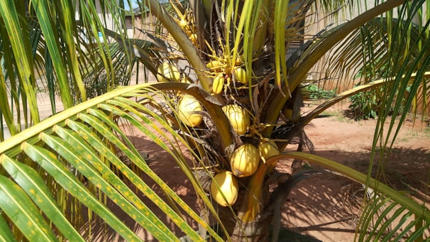 A palm tree with clusters of ripe yellow coconuts hanging beneath the large, green fronds. The surrounding area appears dry, with some other vegetation and structures in the background.