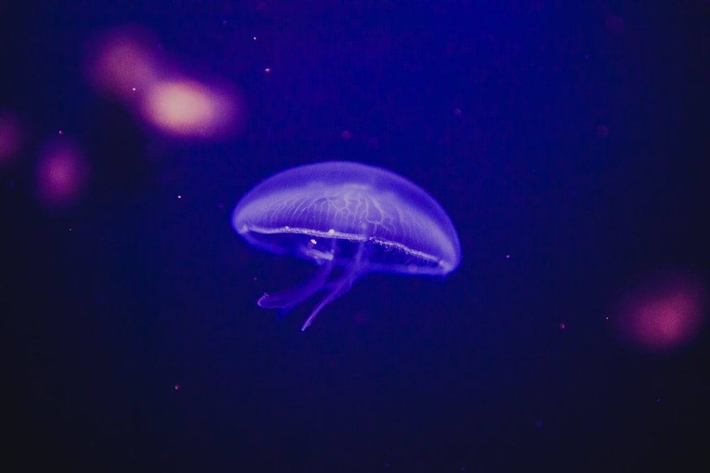 fotografia a fuoco superficiale di meduse viola