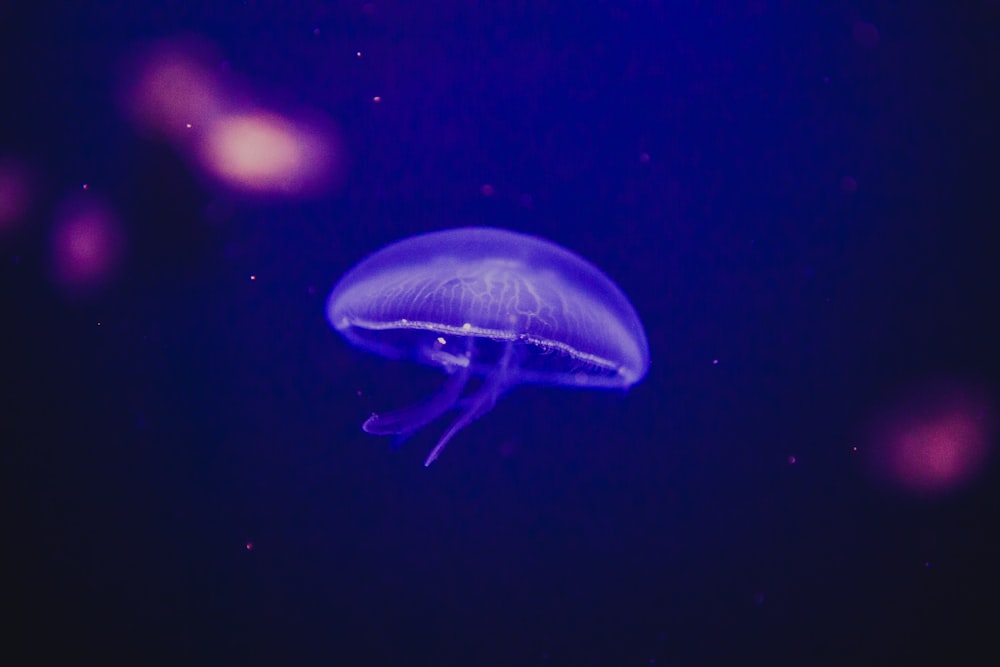 shallow focus photography of purple jellyfish