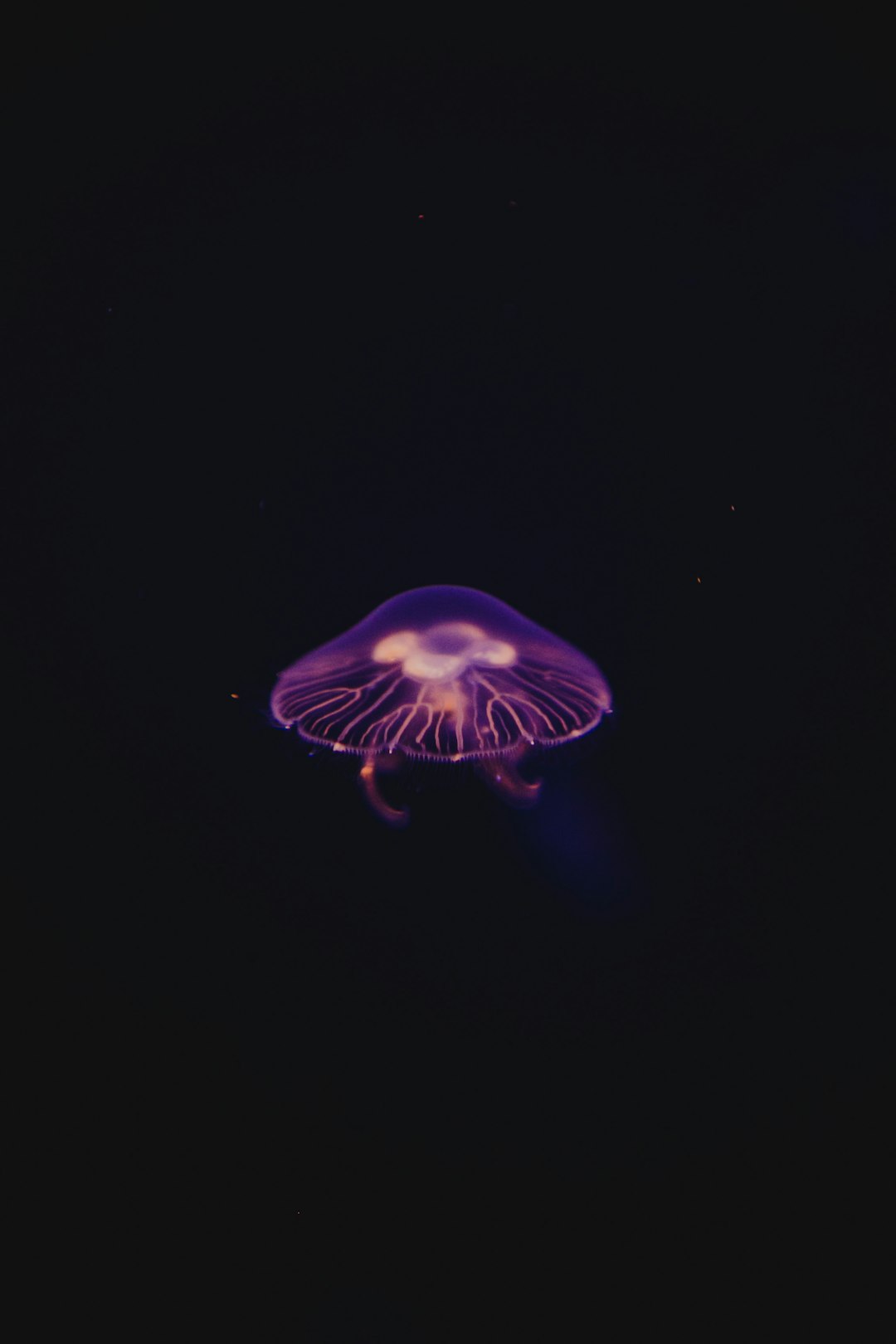 A purple jellyfish with a black background.