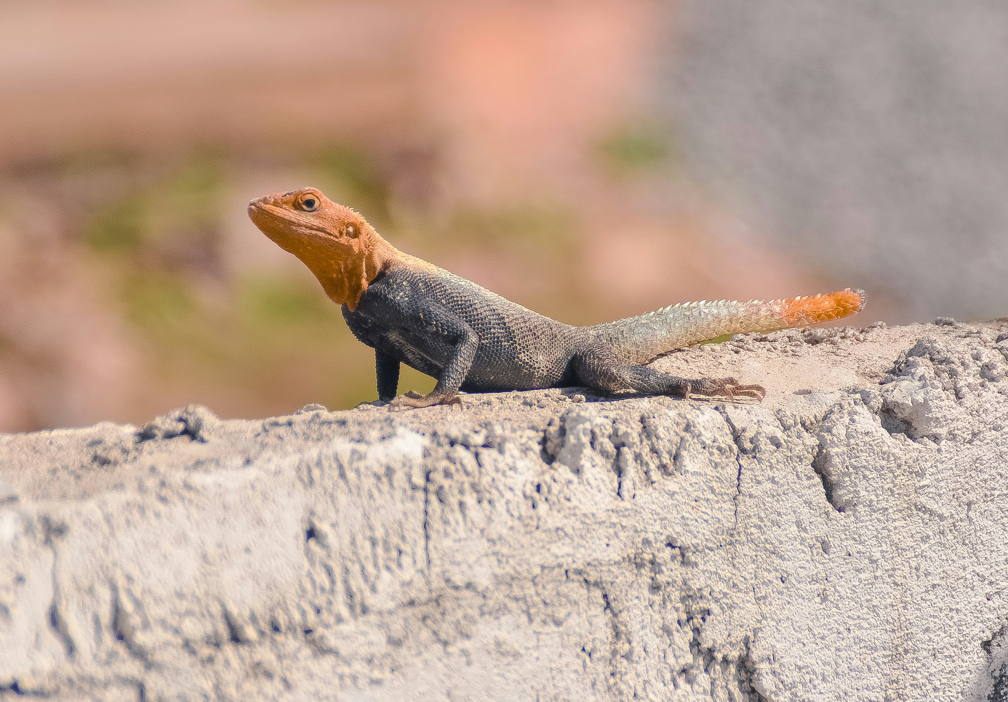 Free Unsplash photo from Victor Kwashie