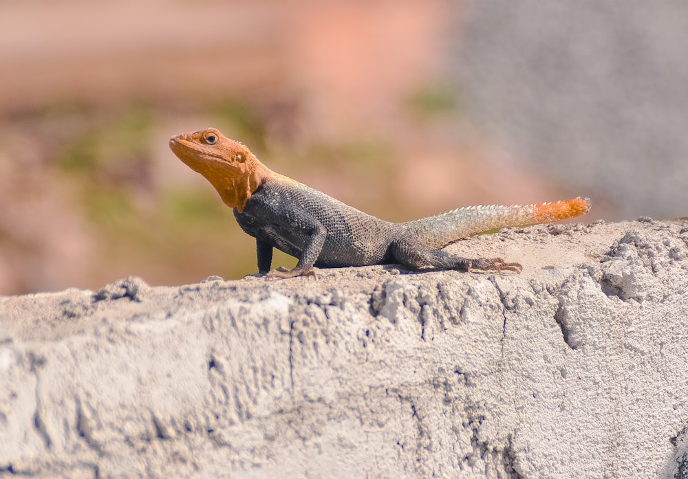 focus photography of brown and orange lizard