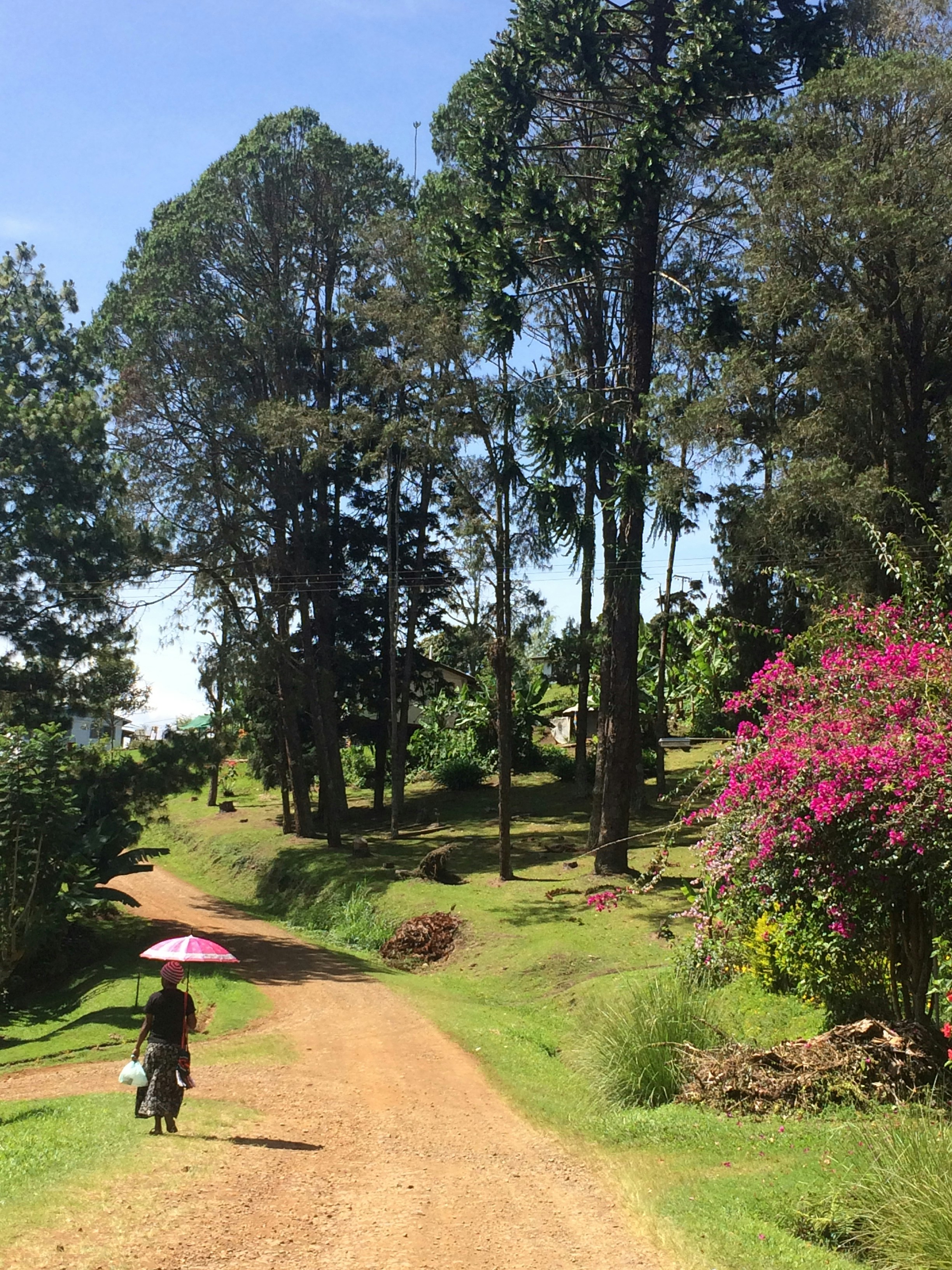 Free Unsplash photo from Fellow  Wanderer