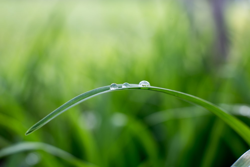 shallow focus photography of grass leaf
