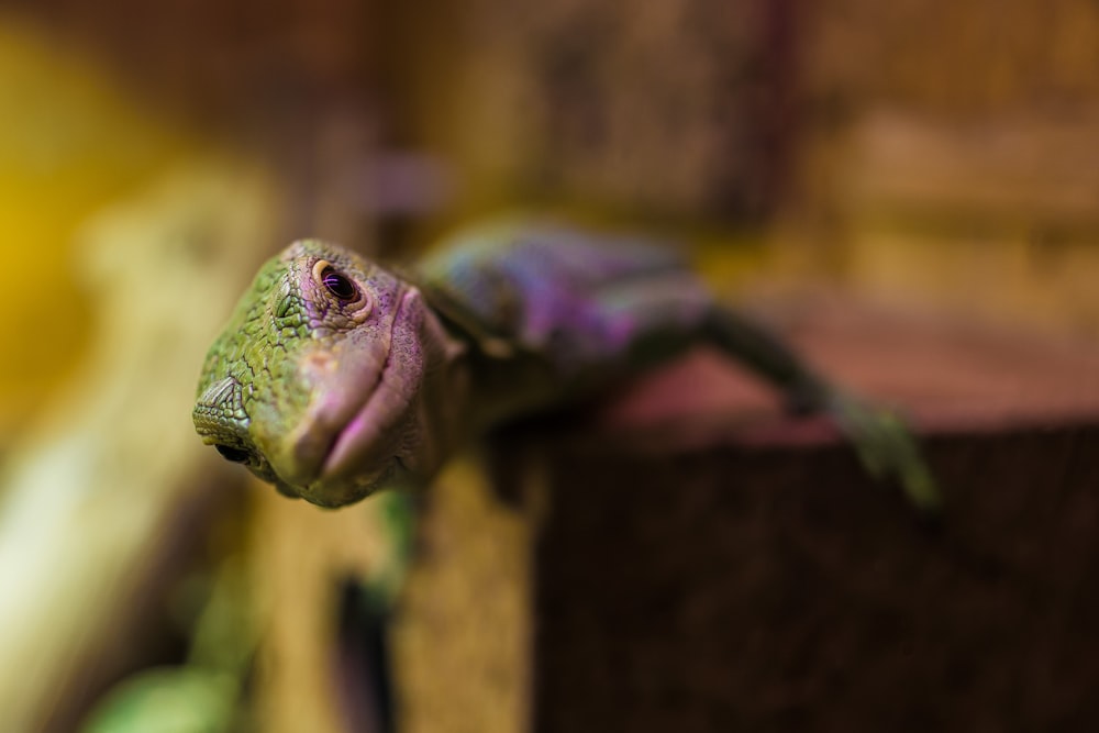 a close up of a small lizard on a ledge