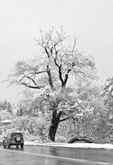 A large, leafless tree is covered in snow, set against a winter landscape. The branches are intricately intertwined and heavily laden with fresh snow. Nearby, a snowy road stretches out where cars are parked to the side. The scene is serene and quiet, with houses partially visible in the background, nestled among snow-covered trees.