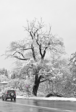 A large, leafless tree is covered in snow, set against a winter landscape. The branches are intricately intertwined and heavily laden with fresh snow. Nearby, a snowy road stretches out where cars are parked to the side. The scene is serene and quiet, with houses partially visible in the background, nestled among snow-covered trees.
